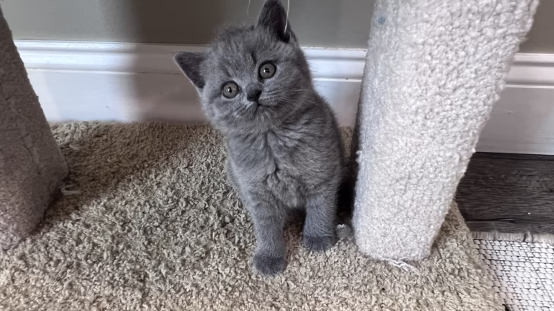 British Shorthair Kitten – Female – 00361