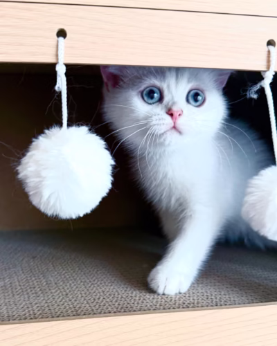 British Shorthair Kitten – Male – 00345