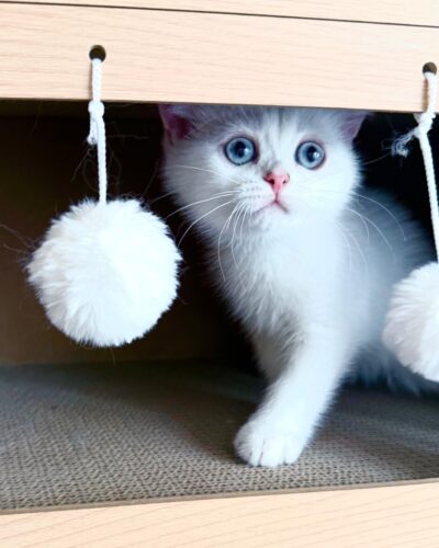 British Shorthair Kitten – Male – 00345