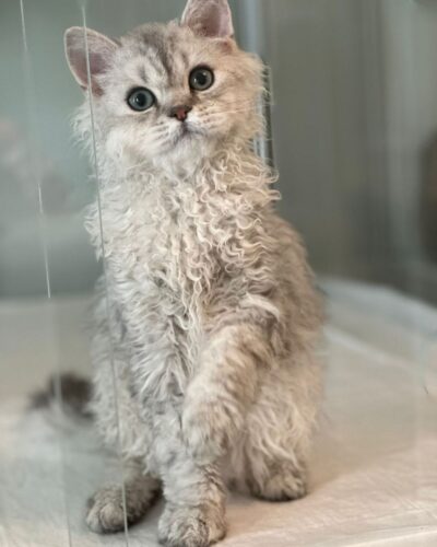 Selkirk Rex Kitten – Male – 00347