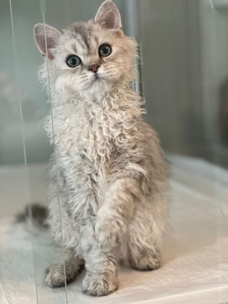 Selkirk Rex Kitten – Male – 00347