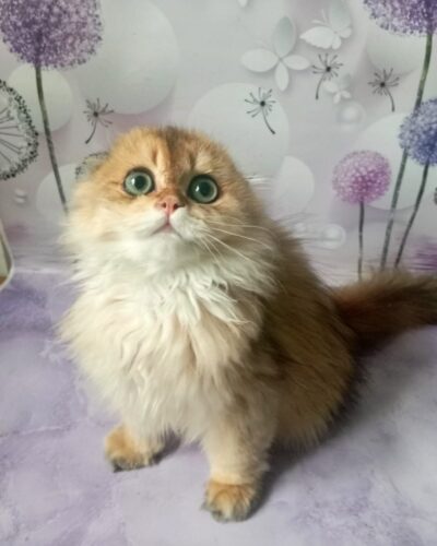 Scottish Fold Longhair Kitten – Female – 00362