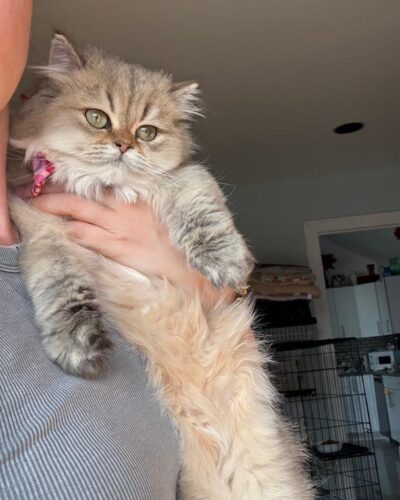 British Longhair Kitten – Female – 00360