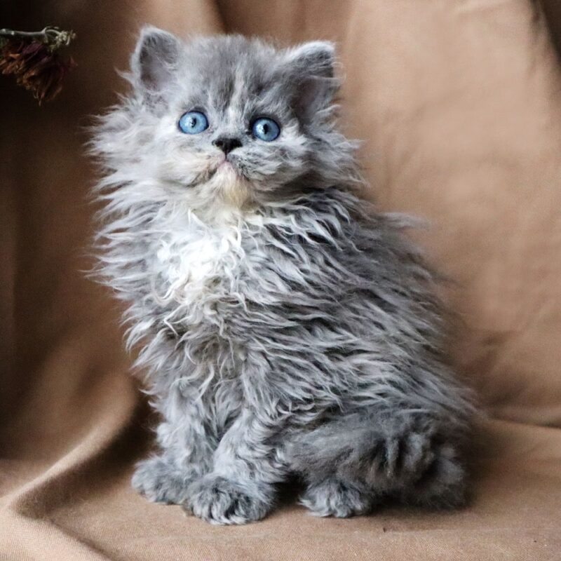 Selkirk Rex Kitten – Female – 00349