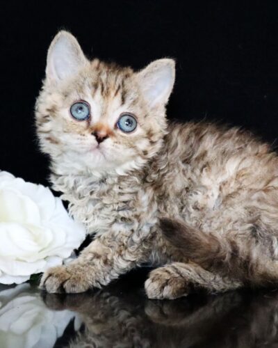 Selkirk Rex Kitten – Female – 00351