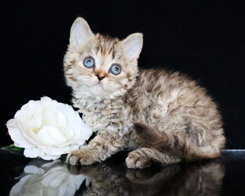 Selkirk Rex Kitten – Female – 00351