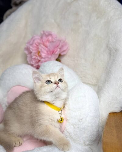 British Shorthair Kitten – Female – 00348