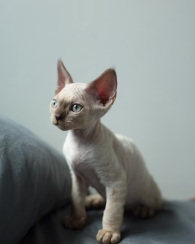 Devon Rex Kitten – Male – 00371