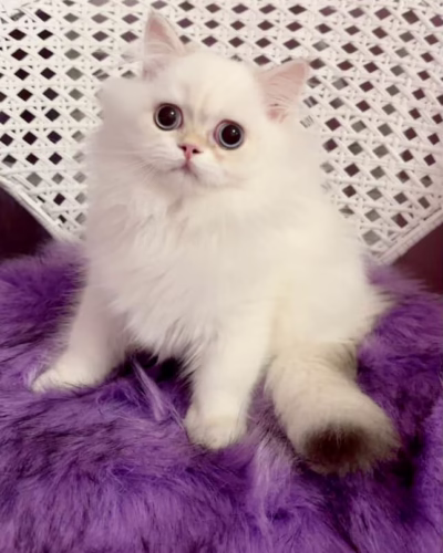 British Longhair Kitten – Male – 00376