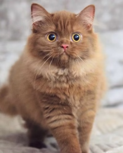 British Longhair Kitten – Female – 00377