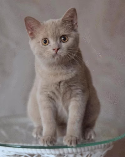 British Shorthair Kitten – Male – 00373