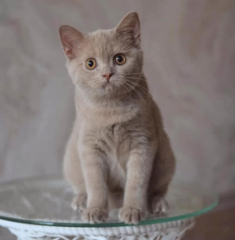 British Shorthair Kitten – Male – 00373