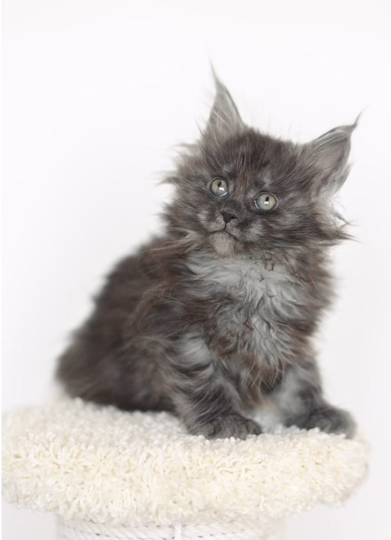 Maine Coon Kitten – Male – 00374 - Image 2