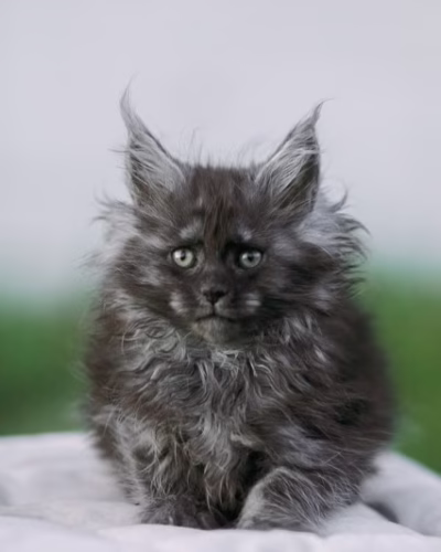 Maine Coon Kitten – Male – 00374