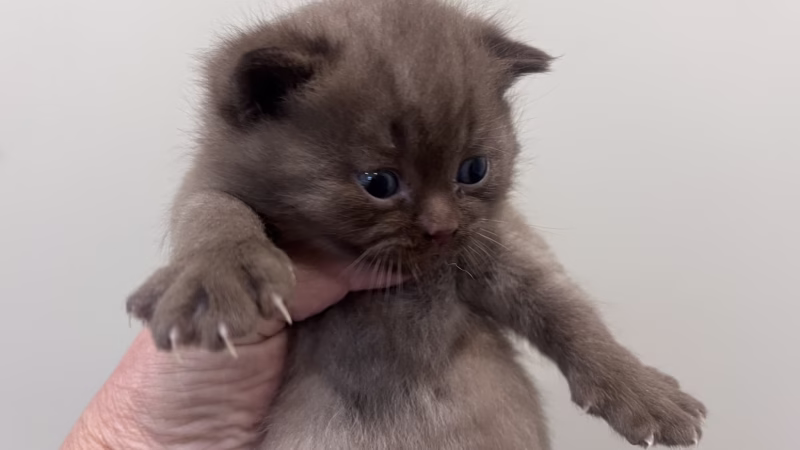 British Shorthair Kitten – Male – 00364 - Image 2