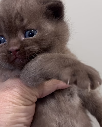 British Shorthair Kitten – Male – 00364
