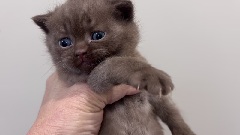 British Shorthair Kitten – Male – 00364