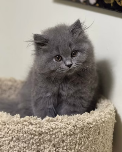 British Longhair Kitten – Female – 00365