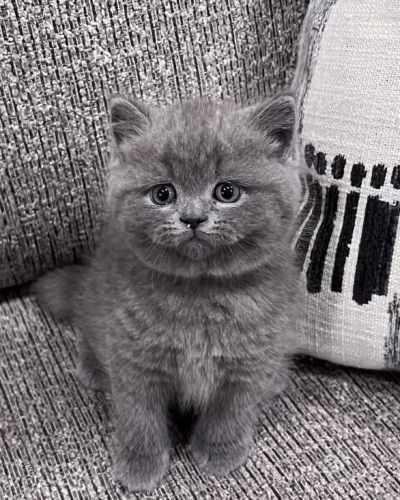 British Shorthair Kitten – Female – 00366