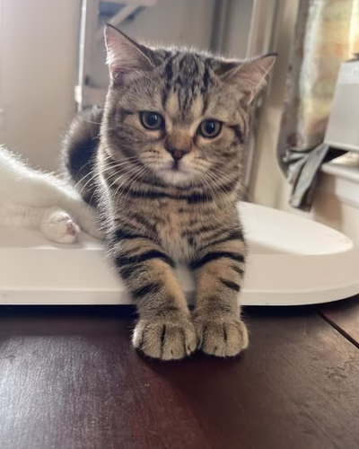 British Shorthair Kitten – Male – 00367
