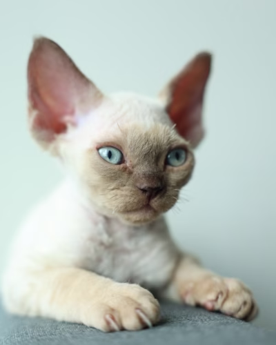 Devon Rex Kitten – Male – 00372