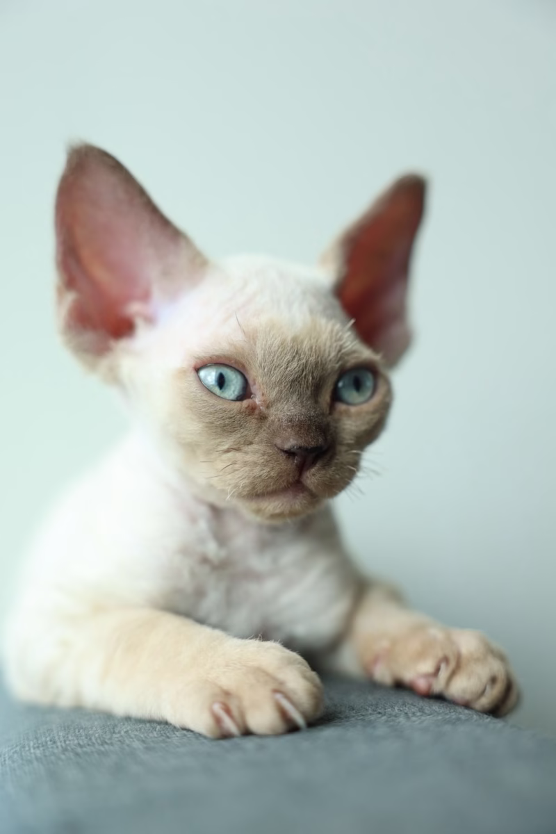 Devon Rex Kitten – Male – 00372