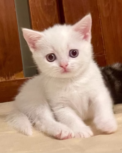 British Shorthair Kitten – Female – 00370