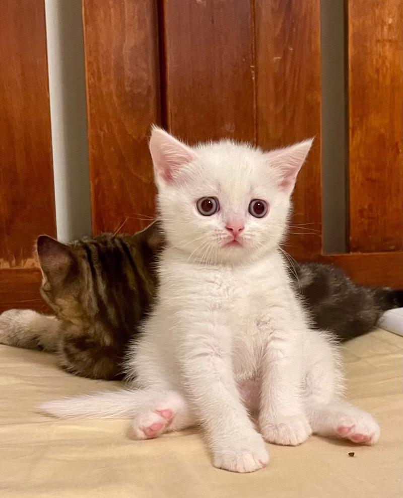 British Shorthair Kitten – Female – 00370 - Image 2