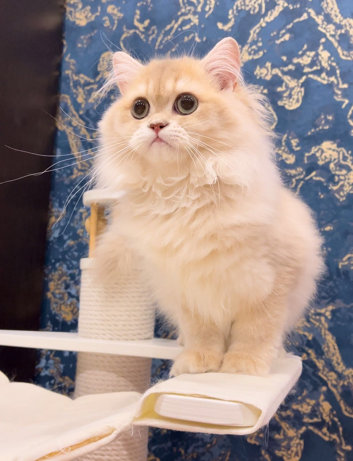 British Longhair Kitten – Male – 00375