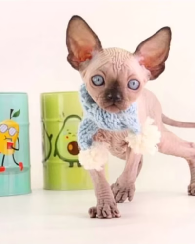 Sphynx Kitten – Male – 00388
