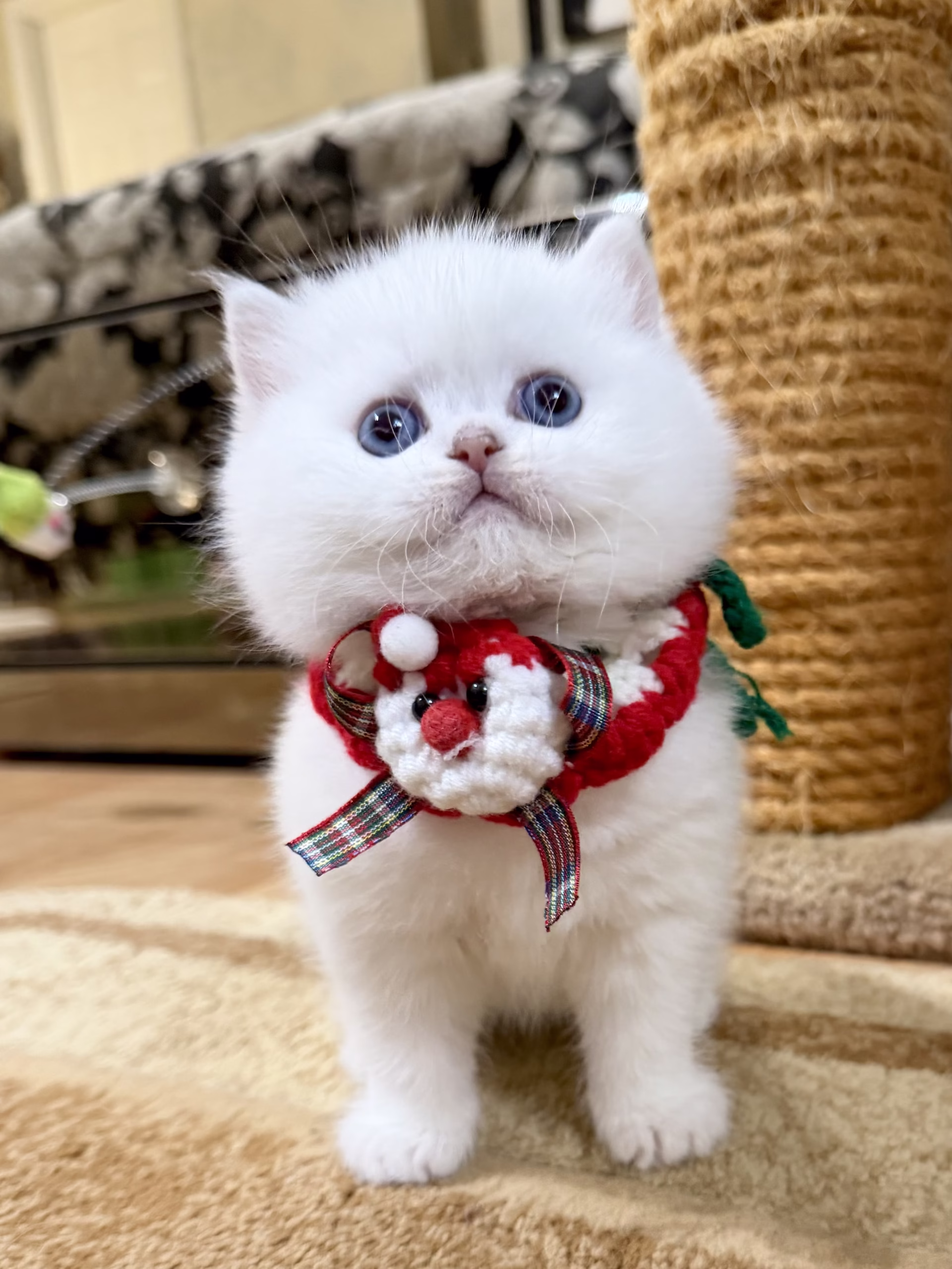 Scottish Straight Kitten – Male – 00389 - Image 2