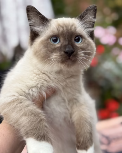 Ragdoll Kitten – Male – 00391