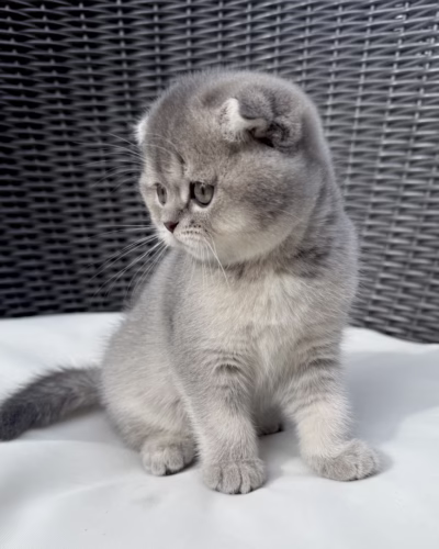 Scottish Fold Kitten – Female – 00383