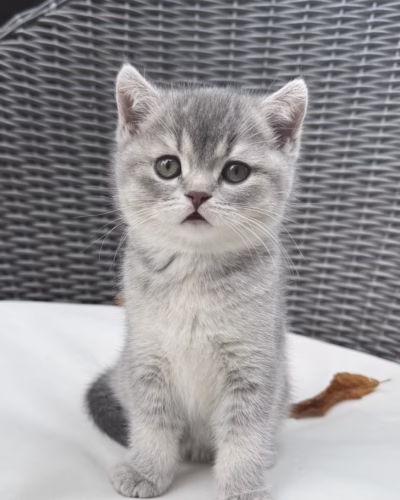 Scottish Straight Kitten – Female – 00384