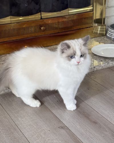 Ragdoll Kitten – Male – 00393