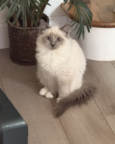 Ragdoll Kitten – Male – 00392