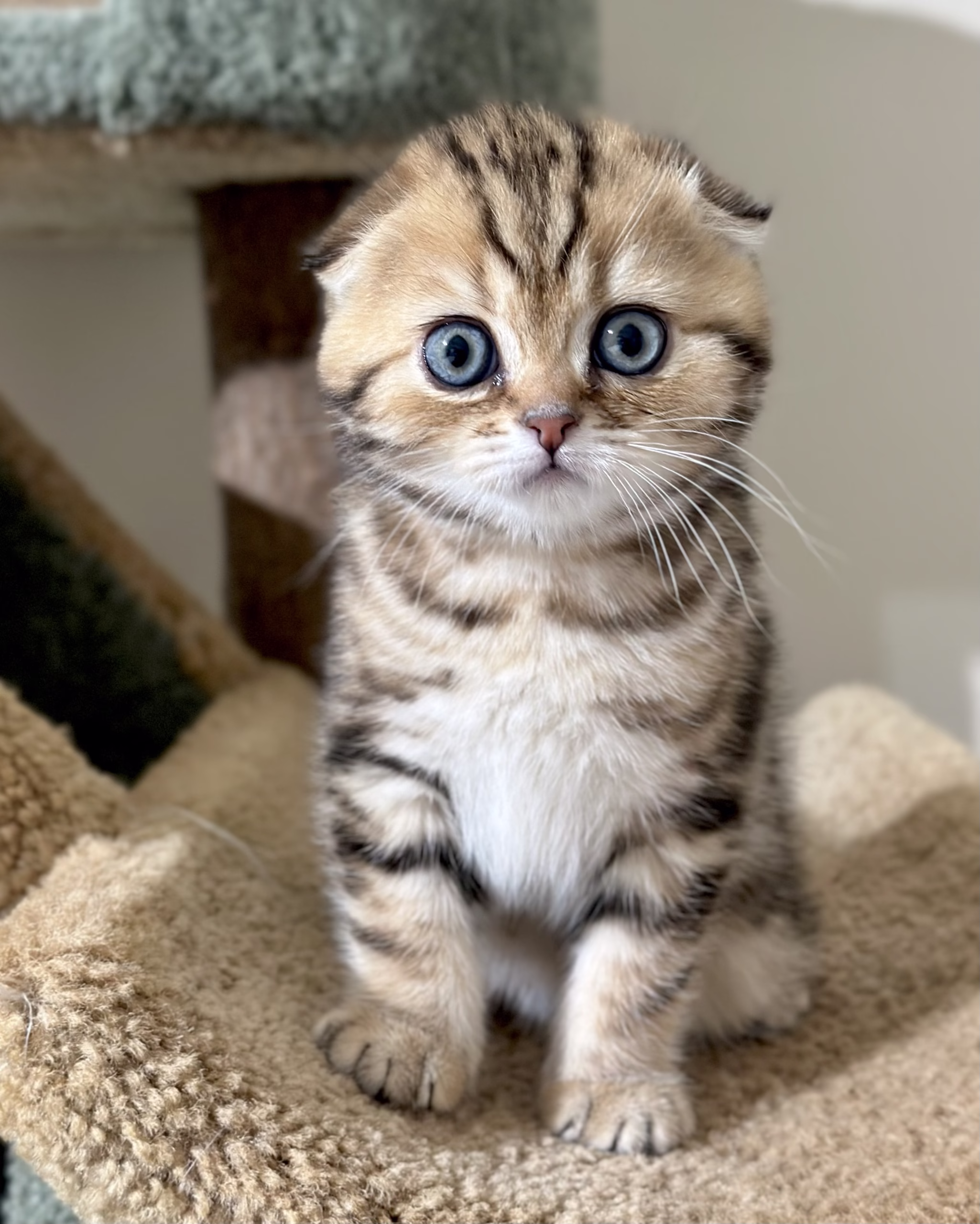 Scottish Fold Kitten – Male – 00378