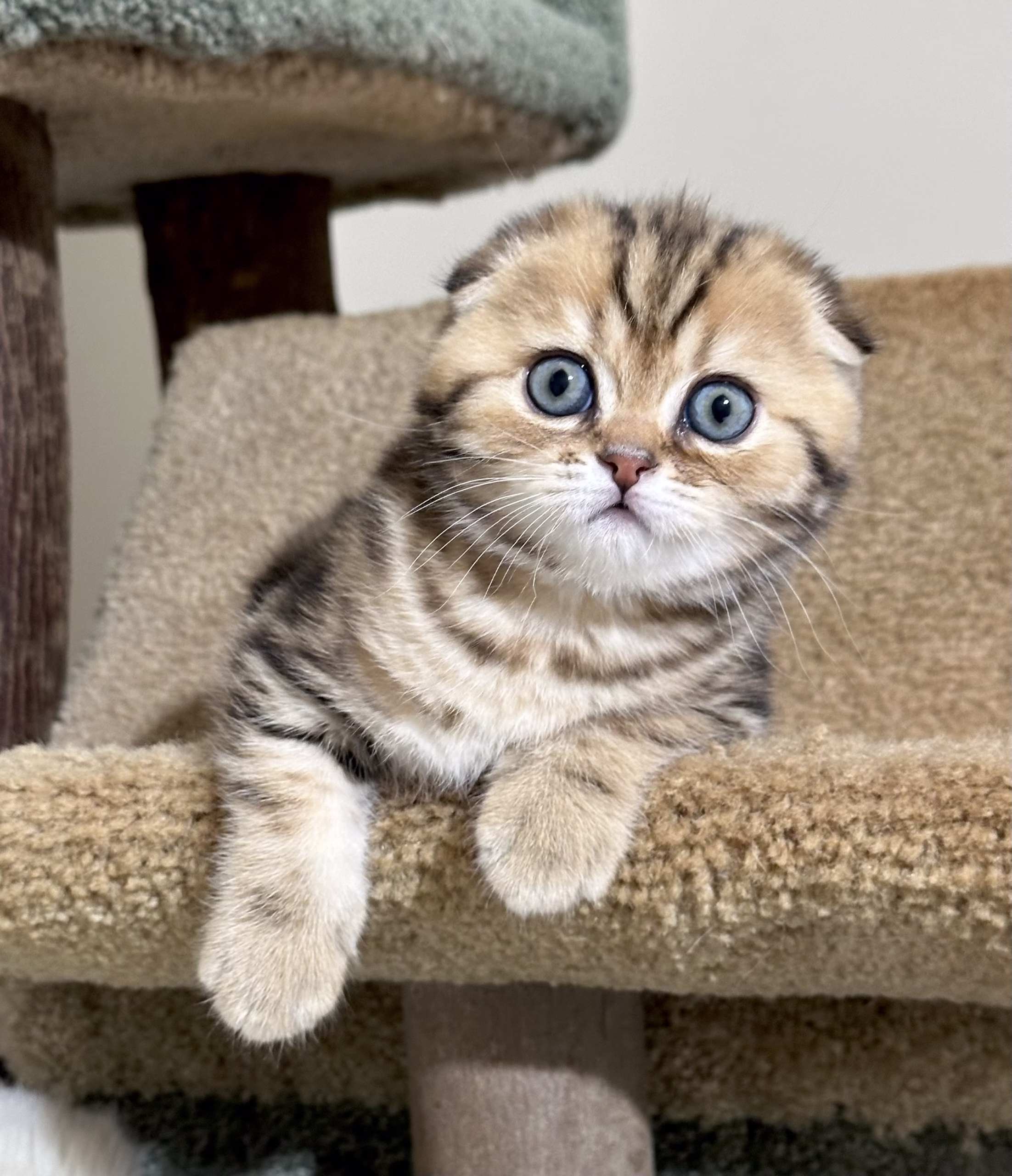 Scottish Fold Kitten – Male – 00378 - Image 2
