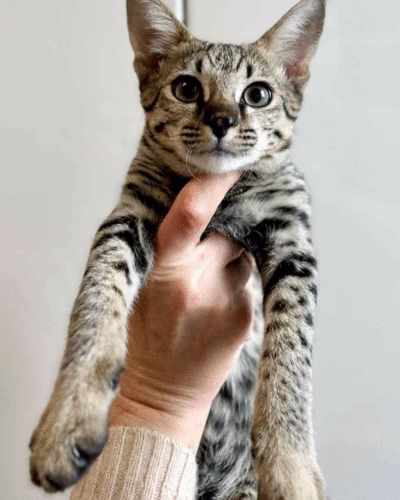 Savannah Kitten – Female – 00386