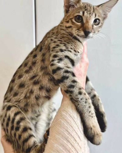 Savannah Kitten – Female – 00385