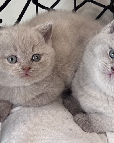 British Shorthair Kitten – Male – 00394