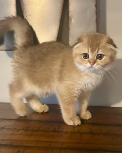 Scottish Fold Kitten – Male – 00395
