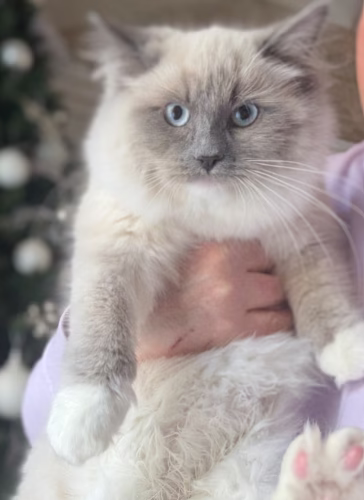 Ragdoll Kitten – Male – 00410