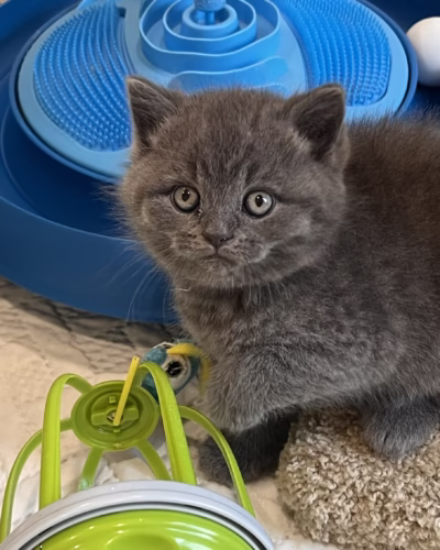 British Shorthair Kitten – Male – 00405