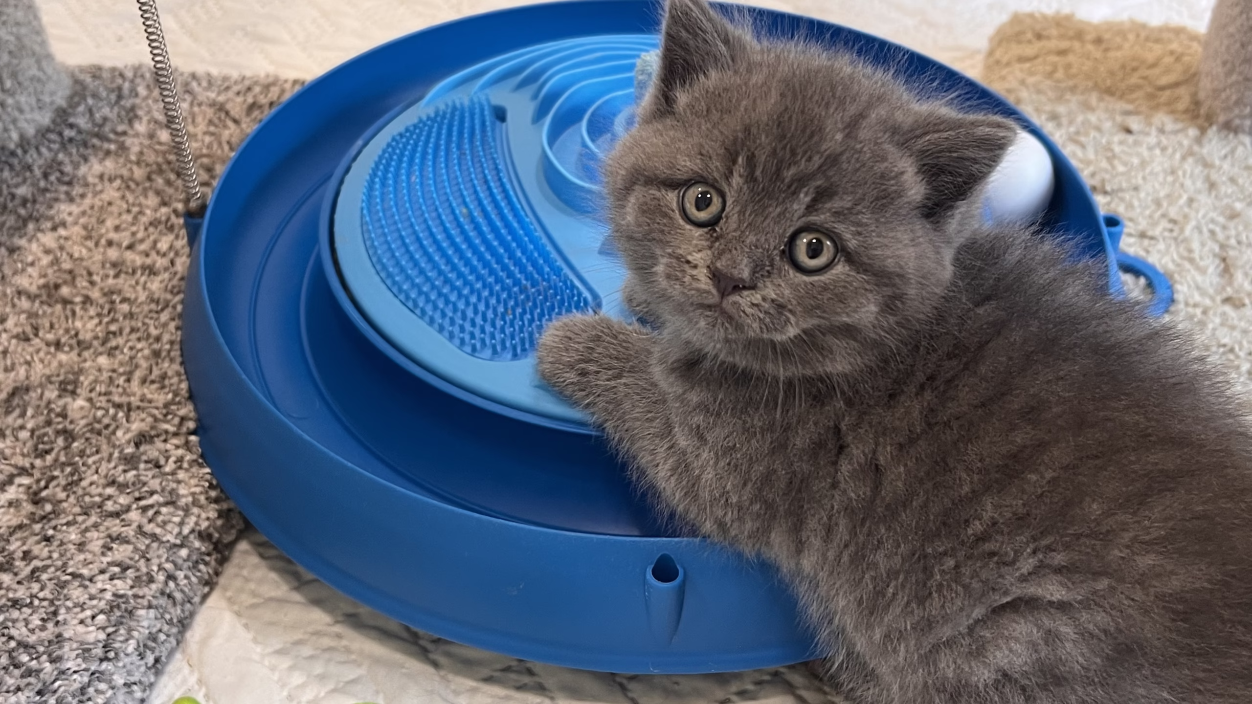 British Shorthair Kitten – Male – 00405 - Image 2