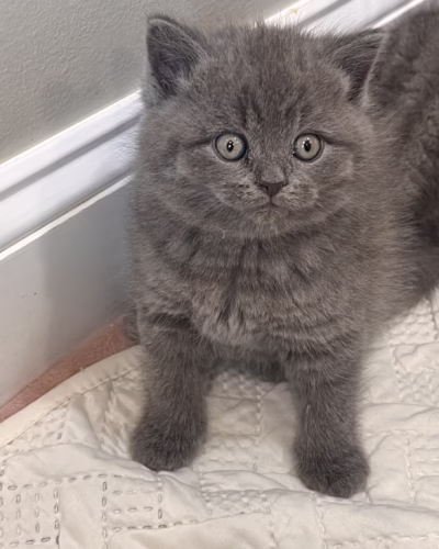 British Shorthair Kitten – Female – 00406