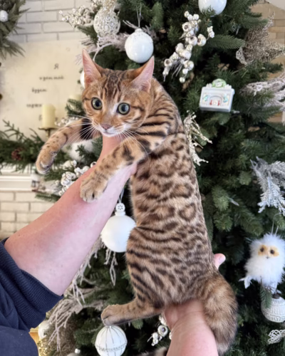 Bengal Kitten – Female – 00407