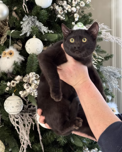 Bengal Kitten – Male – 00409