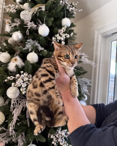 Bengal Kitten – Female – 00408
