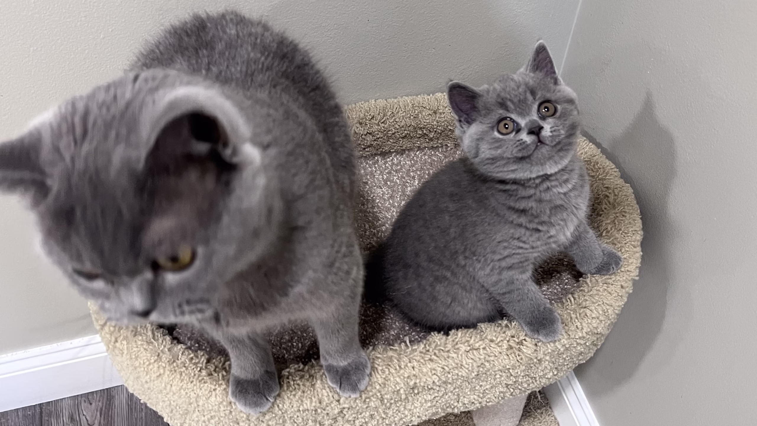 British Shorthair Kitten – Male – 00404 - Image 2